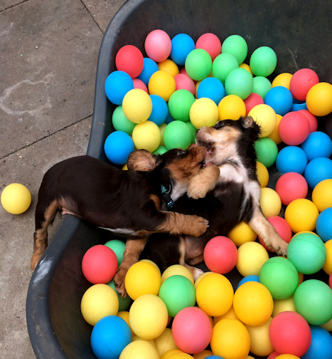 Puppy socialisation hot sale classes